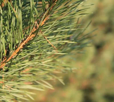 Pine tree branch at close Stock Photos