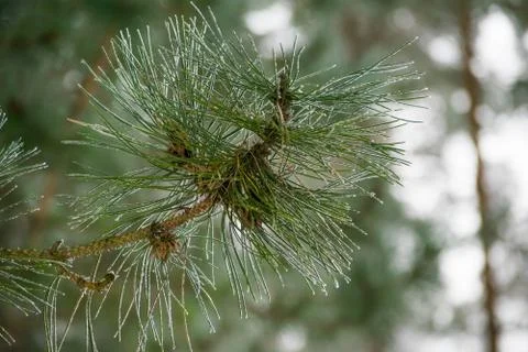 Pine tree branch close up Stock Photos