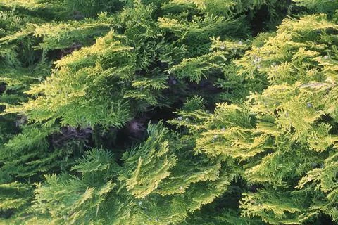 Pine Tree Branch Close-Up Shot Stock Photos