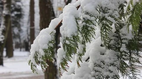 Pine tree branch closeup at the city park 스톡 동영상 123413198