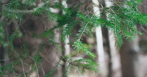 Pine tree branch closeup parallax shot Stock-Footage 238042041