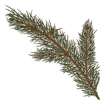 Pine tree branch in color hand sketch, evergreen plant. 스톡 일러스트