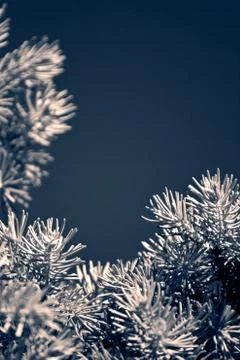 Pine tree branch colorized Stock Photos