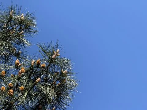 Pine tree branch with cones against a clear blue sky suitable as nature-the.. Stock Photos