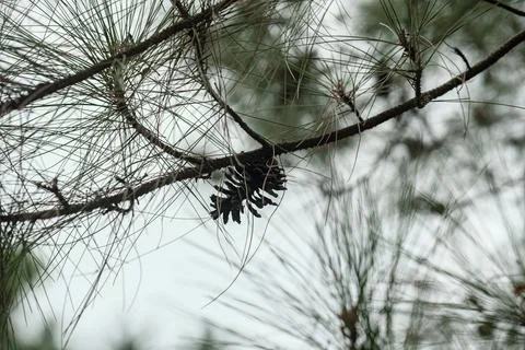 Pine tree branch with cones and needles Stock Photos