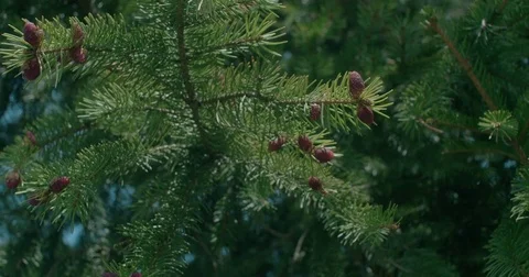 Pine tree branch with cones Stock Footage 81799790
