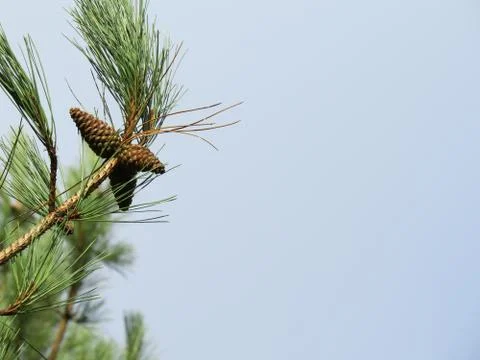 Pine Tree Branch With Cones 스톡 사진
