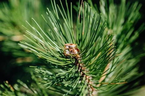 Pine tree branch with cones	 Stock Photos