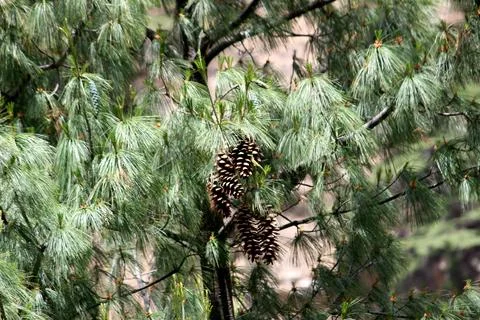 Pine tree branch with cones Stock Photos