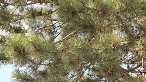 Pine tree branch with cones on a sunny day 库存影片 129959837