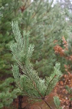 Pine tree branch covered in dew drops in a forest Fotos de archivo