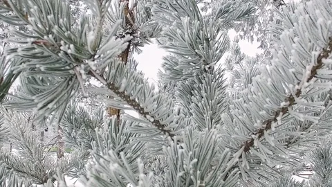 Pine tree branch covered in hoarfrost in winter Stock Footage 71963575