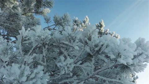 Pine tree branch covered hoarfrost snow footage Stock Footage 119072830