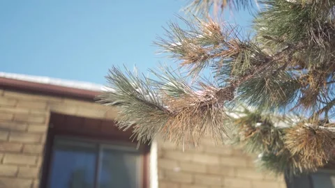 Pine tree branch covered with light snow swaying in winter wind outdoors. Stock Footage 337805624