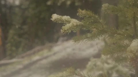 Pine tree branch covered with snow during snowfall Stock Footage 49099641