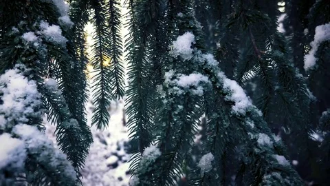Pine tree branch covered in snow Stock Footage 83325316