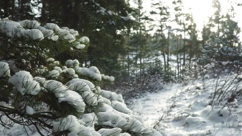Pine tree branch covered snow on blurred forest background Stock Footage 116906719