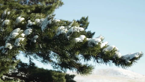 Pine tree branch covered snow footage Stock Footage 118203438