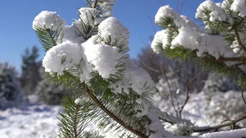 Pine tree branch covered with snow in winter Stock Footage 144360734