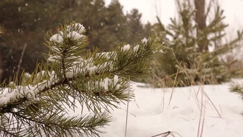 Pine tree branch covered with snow. woods during snowfall in Erzurum in Turkey Stock Footage 170084541