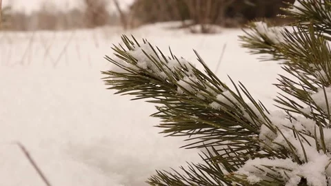Pine tree branch covered with snow. woods during snowfall in Erzurum in Turkey Stock Footage 170143451