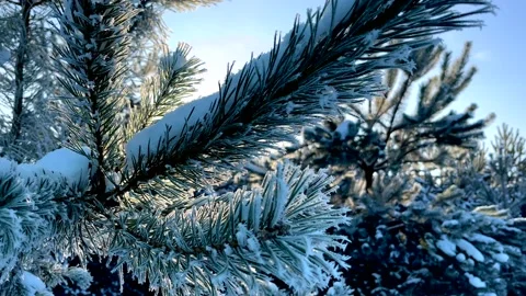Pine tree branch covered by snow. Winter tree branch. Stock Footage 227774227