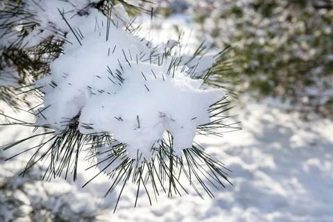 Pine tree branch covered by snow 스톡 사진