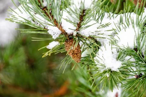 A pine tree branch covered in snow Stock Photos