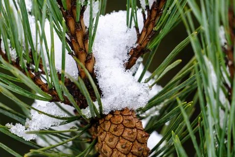 A pine tree branch covered in snow Stock Photos