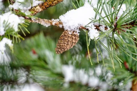 A pine tree branch covered in snow and a pinecone Stock Photos