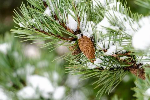 A pine tree branch covered in snow and pine cones Stock Photos