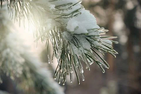 Pine tree branch covered with snow and ice, frozen needles with icicles in .. 스톡 사진