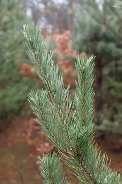 Pine tree branch with dew drops in a misty forest Stock Photos