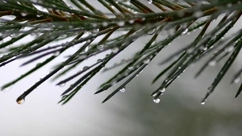 Pine tree branch with drops of water Stock-Footage 78591723