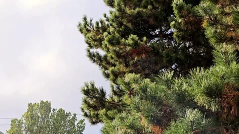 Pine tree branch during rain against cloudy sky Stock Footage 348037063