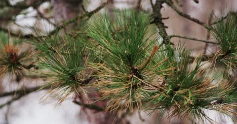 Pine Tree Branch During Snow Storm 4K Stock Footage 18192890