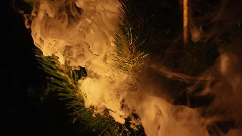 Pine tree branch enveloped in warm ethereal smoke Stock Photos