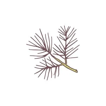 Pine tree branch flat icon. Fir evergreen plant, cedar twig. Christmas wood h Stock Illustration