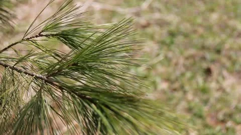 Pine Tree Branch Stock Footage 11018448