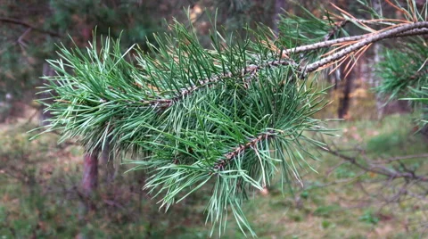 Pine tree branch Stock Footage 68831736