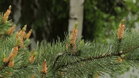 Pine tree branch Stock Footage 76018672