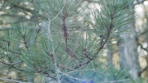 Pine tree branch Stock Footage 88838068