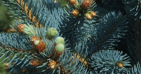 Pine tree branch Stock Footage 108709692