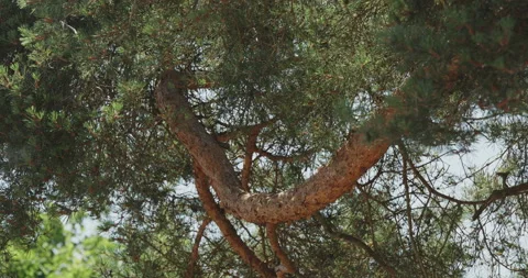 Pine tree branch Video stock 134180783