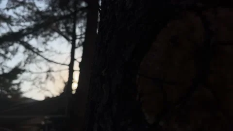 Pine tree branch Stock Footage 234090327