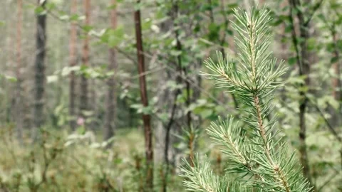 Pine tree branch Stock Footage 253655547