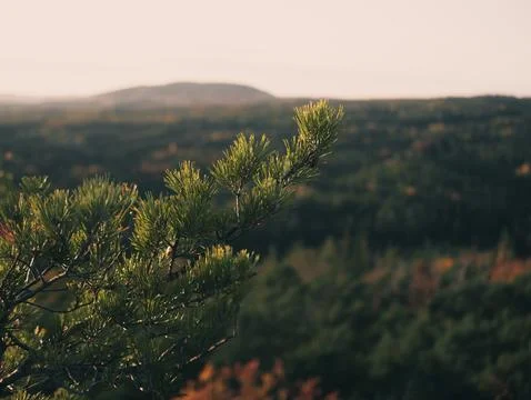Pine tree branch in the foreground of a forest landscape. Foto stock
