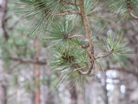 Pine tree branch in forest close up Stock Photos