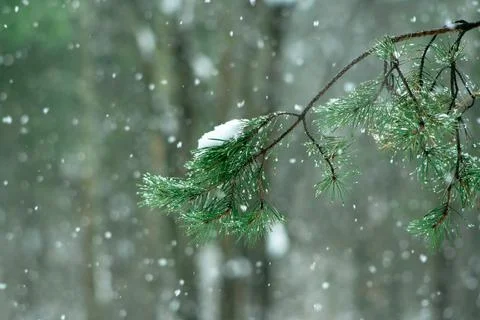 Pine tree branch in forest at cloudy Stock Photos