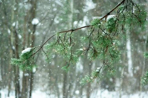 Pine tree branch in forest at cloudy Stock Photos